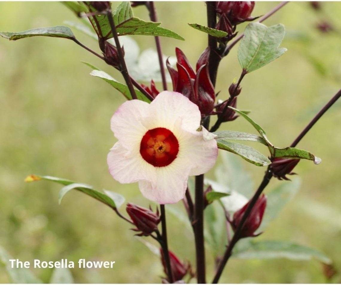 Jamaican Sorrel Drink Experience Jamaique
